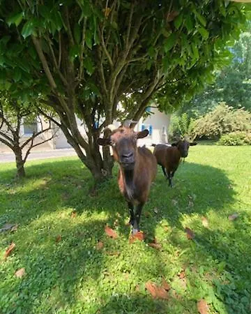 T3 Goelia Apartmán *