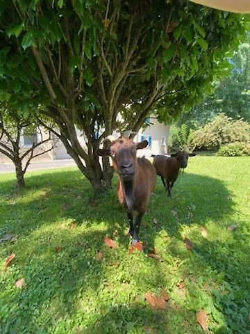 T3 Goelia Lejlighed *